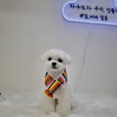 토비네 살롱 이미지