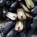 사파이어로 이미지