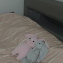 따뜻하개 | 호무로 겨울이불세트 후기 : 홈쇼핑완판 (알러지케어/극강의 부드러움)