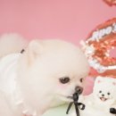 댕댕바게트 이미지