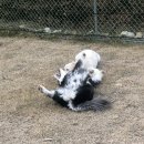 개차반캠핑장 이미지