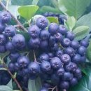 아로니아 이미지