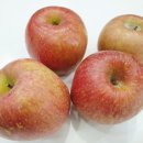 화니오기 펫살롱 이미지