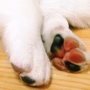 꼬순내 이미지