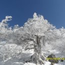 2012년 새해 첫산행 1월8일(덕유산 향적봉 1.614m)신청하세요. 이미지