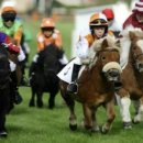 포니랜드 이미지