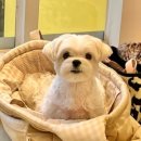 마음을 읽어주는 마음동물병원 이미지