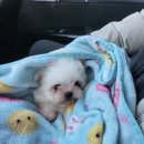 지아네멍멍애견샵 | #1 [50일차 강아지]말티폼 마로 등장! 아기 강아지 용품은 무엇을 사야할까?👀