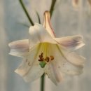 일심당한의원 이미지