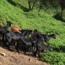 수천농장 이미지