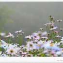 정읍(옥정호) 구절초 축제(구절초 테마공원) 이미지