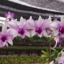 하와이에서 피는 꽃들 - 덴드로비움 난꽃 (Dendrobium Orchid) 이미지