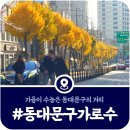 동익산역 앞 가로수 식재 | [동대문구 가로수] 가을이 수놓은 동대문구의 거리풍경(은행나무 외)