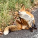 여우카 | 여우와 곰과 예쁜 자연을 만나는 10월의 홋카이도 여행 - 시레토코 고코