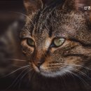 신영통동물병원 이미지