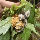 성환공원식당 | [천석골 우렁쌈밥]천안 아산 음봉 한식 맛집 내돈내산 찐후기 - 성환공원묘원근처