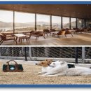 펫인더파크 이미지