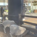 인규목장 이미지