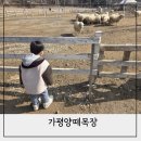 원형목장 | 가평양떼목장 서울 근교 아이랑 갈만한곳 추천 알파카 썰매 후기