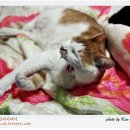 나비이불 이미지