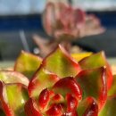 솔레미오 이미지