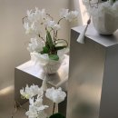 한국알렉산더테크닉양재교육센터 | [공지] SFS • [클래스 오픈] SEOUL FLOWER SCHOOL : 창업반 3기 모집 안내