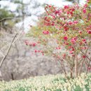 동백꽃수선화축제 네이버블로그