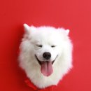 패밀리애견 이미지