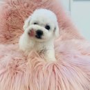 야옹아 멍멍해봐(조례호수점) 이미지