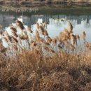 징검다리도서관 이미지