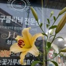 백합헤어크리닉 네이버블로그