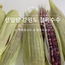 선일농장 | 강원도 찰옥수수 택배로 주문한 선일팜 흑찰옥수수 후기