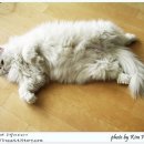 페르시안