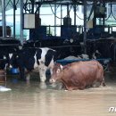 호우목장 이미지