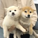 시바스럽 이미지