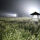 봉평메밀 이미지