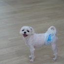 겨우리애견 이미지