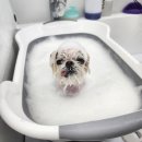 소락하개 이미지