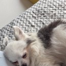 수돈까스 이미지