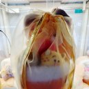 인형뽑기 | 강남역 인형뽑기 4곳 후기 짱오락실 강남대로점 주토피아 꽃다발 득템