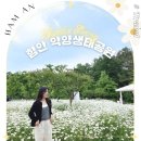 악양루 | 경남 함안 악양생태공원 샤스타데이지 뚝방길 악양루 드라이브 가볼만한곳