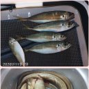 신신낚시신항만점