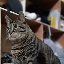 멍때리는 고양이 이미지