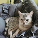 몽실멍실 이미지