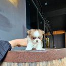 착한애견분양(원주점) 이미지