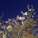 우암빌딩 | [대전] 유잼 대전의 3색 명소 | 오후의 꽃부터 밤의 야경까지