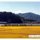 신기(새터) 이미지