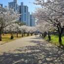 모현제일아파트 | 전북 벚꽃 명소 추천, 모현공원(실시간 찐 후기, 주차 정보)
