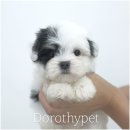 화양농장 | 화양강아지분양 통통하고 볼살도 말캉한