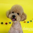 데이지꼼 이미지